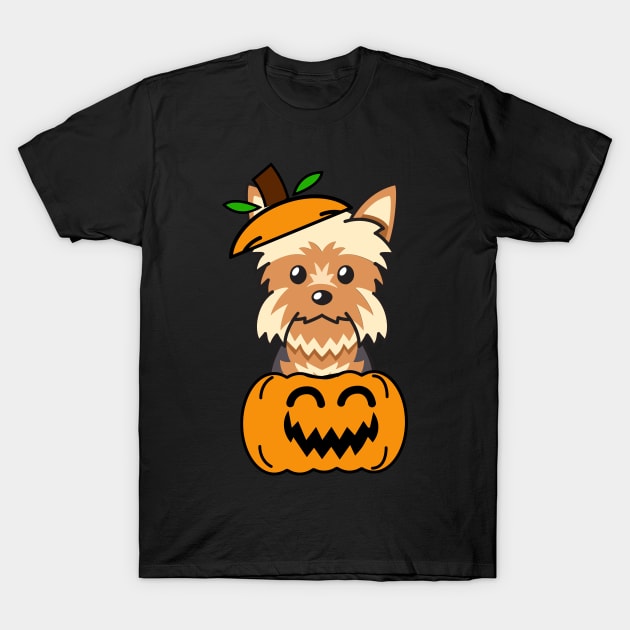 Funny yorkshire terrier is in a pumpkin T-Shirt by Pet Station